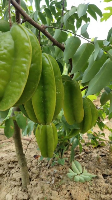 哈哈哈,四季杨桃.