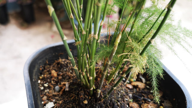 养壮文竹的根,1根"它"就行,根系壮,小芽冒