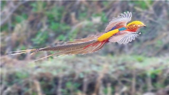 村民抓到一只野"凤凰",村长赶来一看,顿时脸色大变!