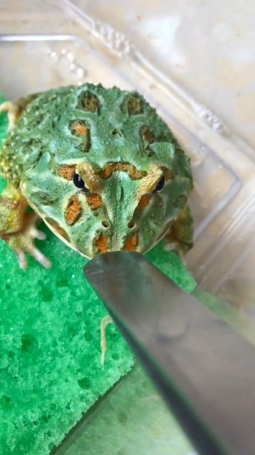 薄荷蓝角蛙有点小小的变异胃口还是蛮大的