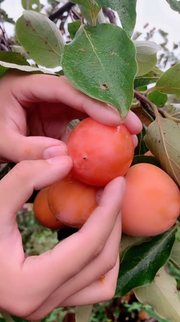 爆浆柿子 一捏就碎