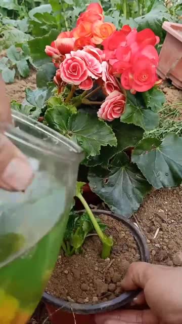 这样扦插玻璃海棠成活率最高,学会一生受用