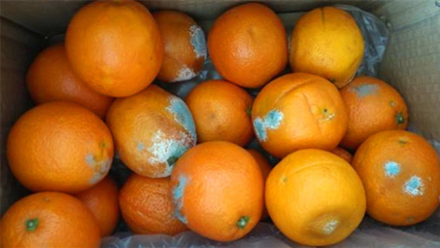 烂橙子不要扔,一定要留下!这用途花钱都买不到,早学会早省钱