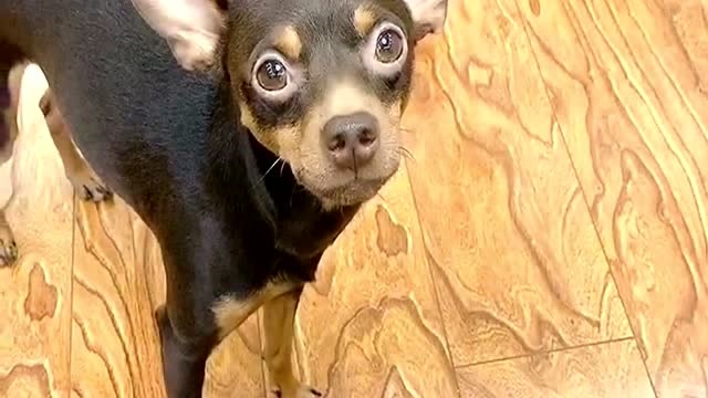 啵啵乐个财迷,过年了非要主人给它包红包,这家伙也太精了!