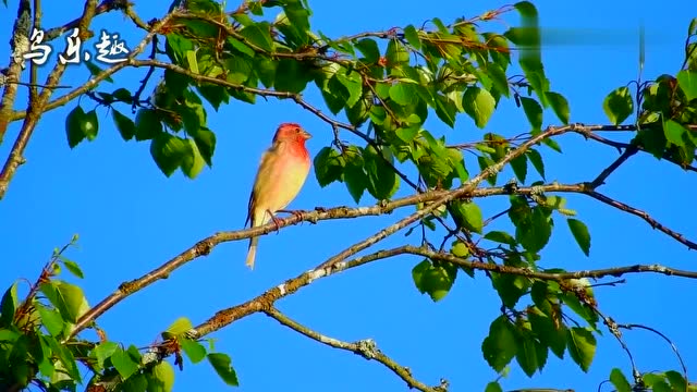 麻料鸟叫声纯欣赏压口叫声非常经典值得收藏