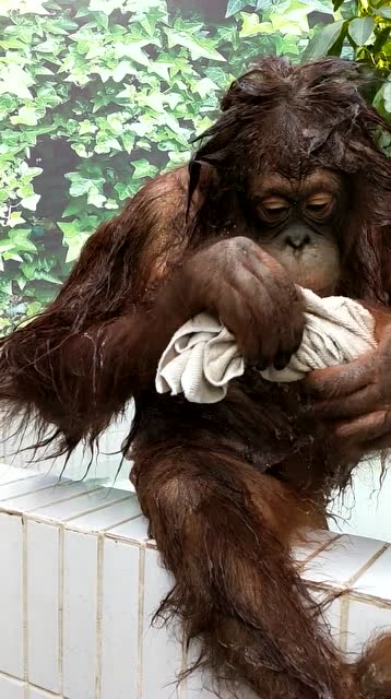 爱干净的大猩猩,自己洗澡