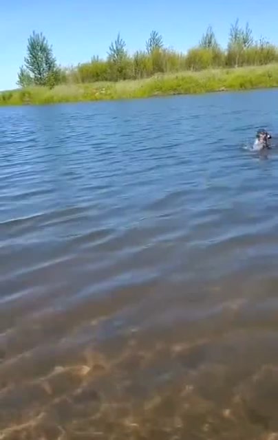 标准的狗爬式游泳