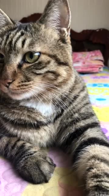 这个大狸花猫才一岁,是个很年轻的"青年猫",是不是很可爱