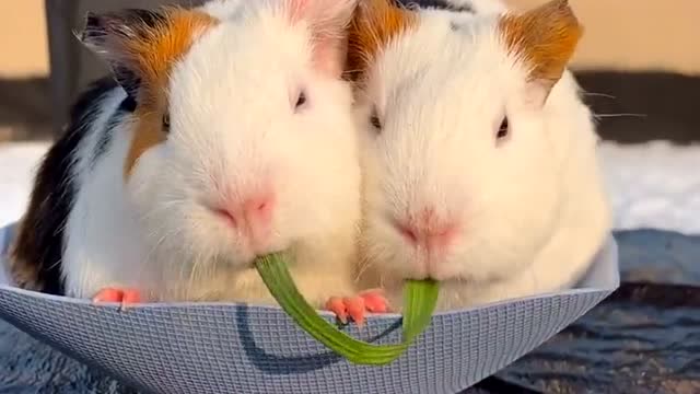 我竟然被两只仓鼠宠物秀恩爱了,吃个蔬菜你们就好好吃啊,为什么最后亲
