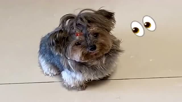 狗狗一看到主人吃饭,小眼神疯狂暗示,简直不要太可爱!