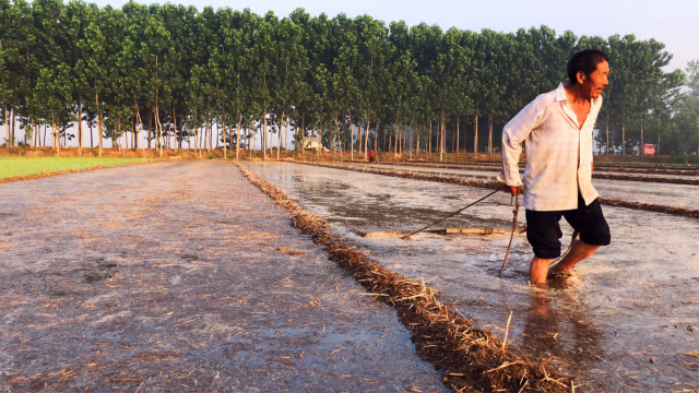 人拉犁,现在农村养牛的也没有几户了