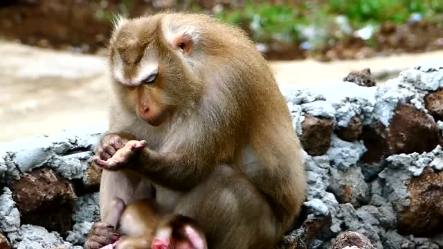 母猴手不舒服,坐在地上一直抠,这货怕是有强迫症吧
