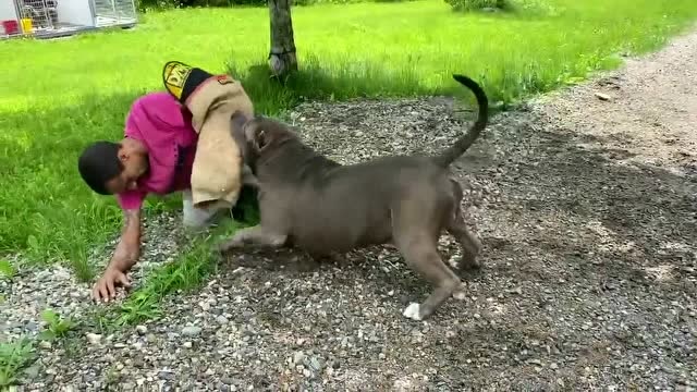 恶霸犬与孩子一起外出,遭遇坏蛋毫不犹豫的飞扑上去保护孩子