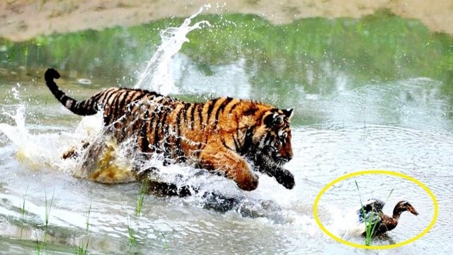 一只老虎捕食鸭子,不料被鸭子耍得团团转,老虎:这下脸丢光了!