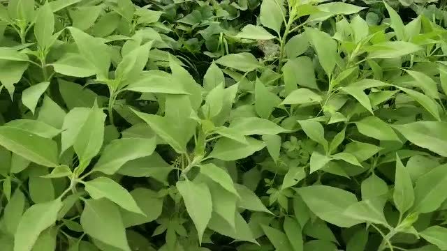 这是纯野生的黄姜有很高的药用价值见过的都是老农民