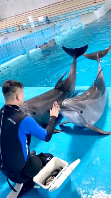 训练海豚上岸饲养员只需一个动作就能心领神会