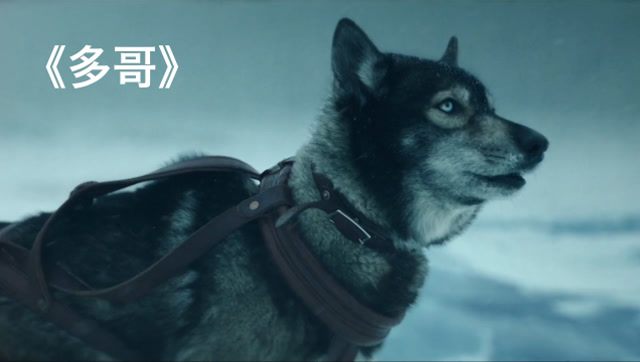 真实事件《多哥》雪橇犬运送救命血清!完成425公里的险峻历程!