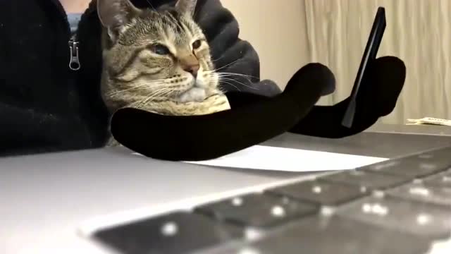 外国网友闲着无聊,给猫咪加上手臂和配音太可爱了