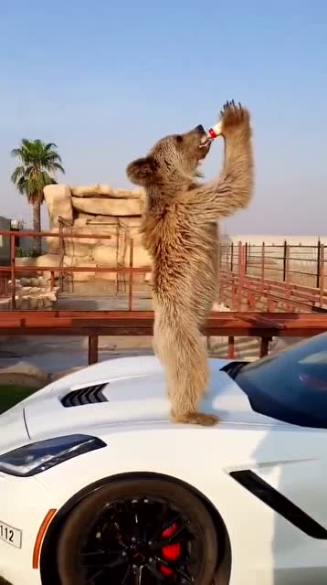 看了迪拜人的宠物,又看了一眼怀里的猫,感觉瞬间就不香了!