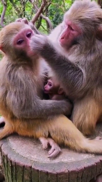 母猴子病了,公猴子依依不舍,太感人