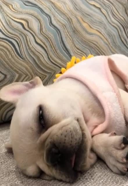 翻白眼,吐舌头,是小法斗对睡觉的基本尊重,萌萌哒