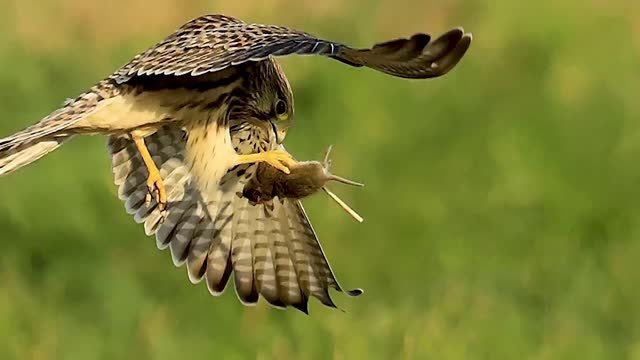 红隼抓捕老鼠的精彩瞬间