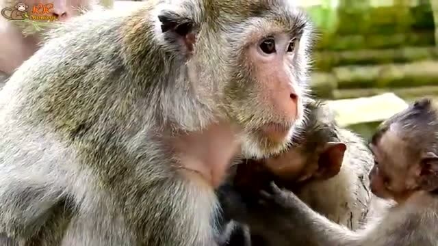 一只赖皮猴,拽不下来,真厉害