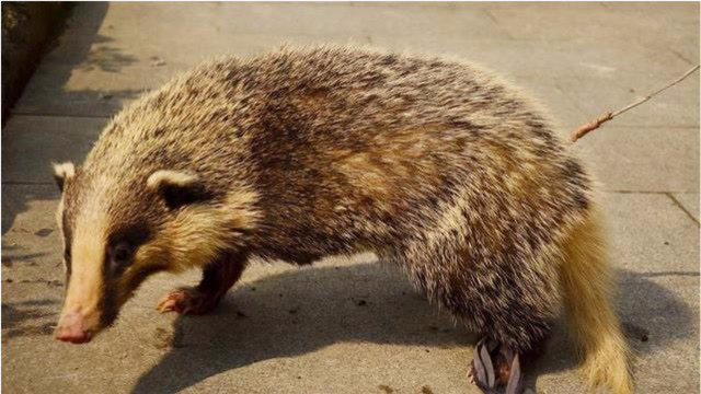 它是鲁迅笔下的猹,你知道这个到底是什么生物吗?