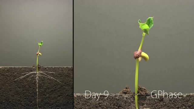 种子的发芽扎根过程,真是太神奇了,解开我20多年的疑惑