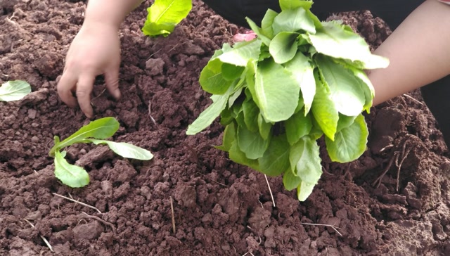 九月份的莴笋苗,长势茂盛,大家知道如今农村莴笋苗的移栽方法吗