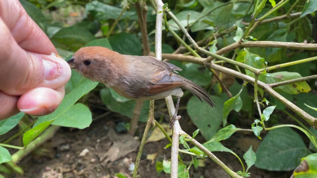 黄腾鸟躲藏密叶中,主人给它们带来美食
