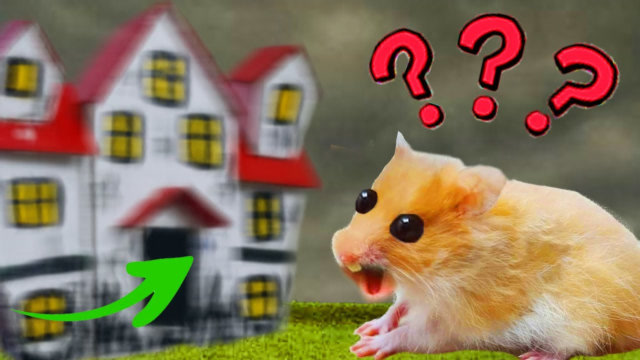 仓鼠大闯冒险鬼屋陷阱一个比一个精妙整得都要怀疑鼠生