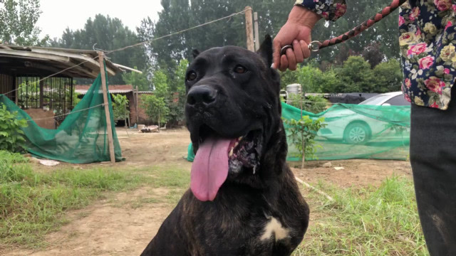 这只纯种虎皮豹纹加纳利,国外引进战斗力强,现属于当地一流种公