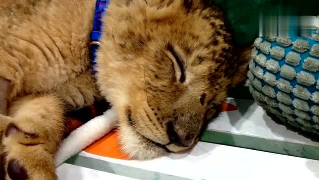 动物世界:一只小狮子睡觉,这表情真是太可爱了!