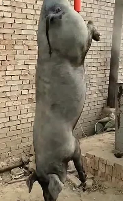 现在杀猪真残忍,居然把猪吊起来,眼前这一幕看着好心疼!