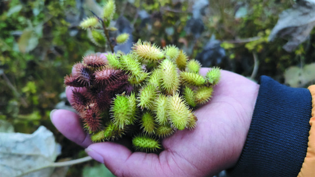 农村随处可见的苍耳子,煮水后泡脚泡手帮助大,很多人都不知道