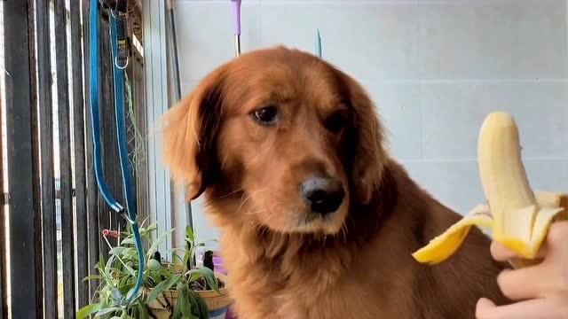 惹狗子生气了,拿根香蕉哄哄吧