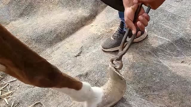 据说这马蹄子好几年没修了,被师傅切除干净以后,我终于松了一口气