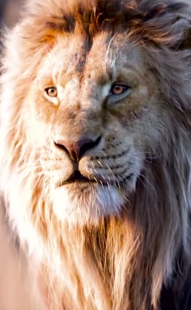 威武霸气的狮子王,可爱的小辛巴,场面十分震撼