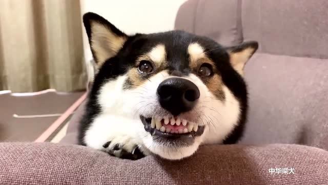 这是一只紧凑型的家用狗,排量1.