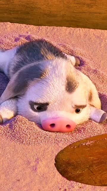 海洋奇缘莫阿娜可爱的小猪好想养一只