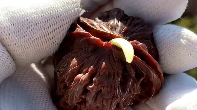 盘两年的核桃发芽了,两年时间换来这结果,属实有点让人接受不了!