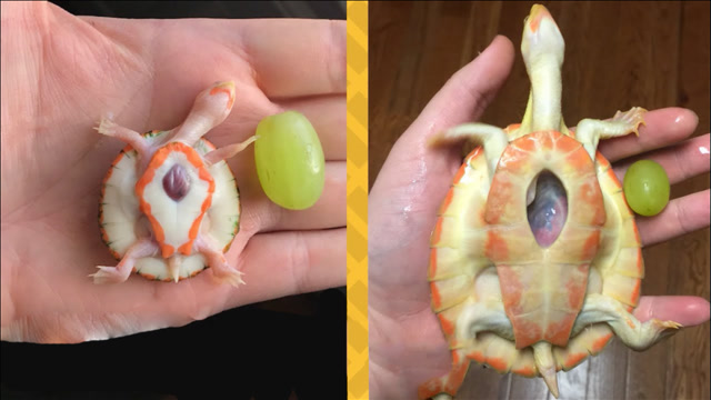 天生残疾的乌龟心脏暴露在外,它都这么努力生存,20岁的你还在自暴自弃