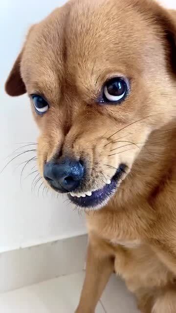 狗狗龇牙笑的图片图片