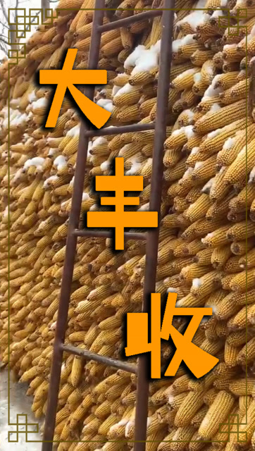 2020收获玉米大丰收,那么2021年你有什么愿望?