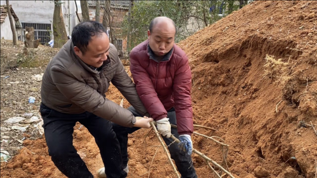 农村两兄弟闲得没事干,居然从黄泥堆里掏柴火,干的还很认真