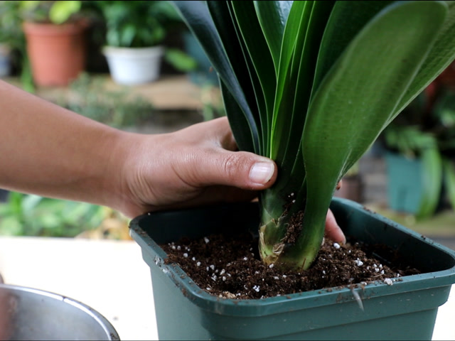 新买的君子兰,上盆有技巧,这些"细节"都要做好