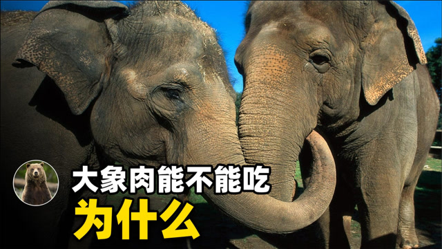 大象肉能不能吃?看完这个视频你心中自有分寸