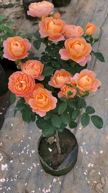 欧月果汁阳台棒棒糖月季