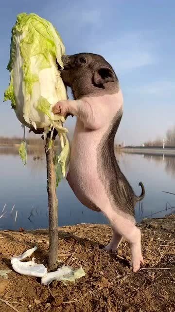 娇嫩的大白菜,被猪拱成这样,也是很现实了!